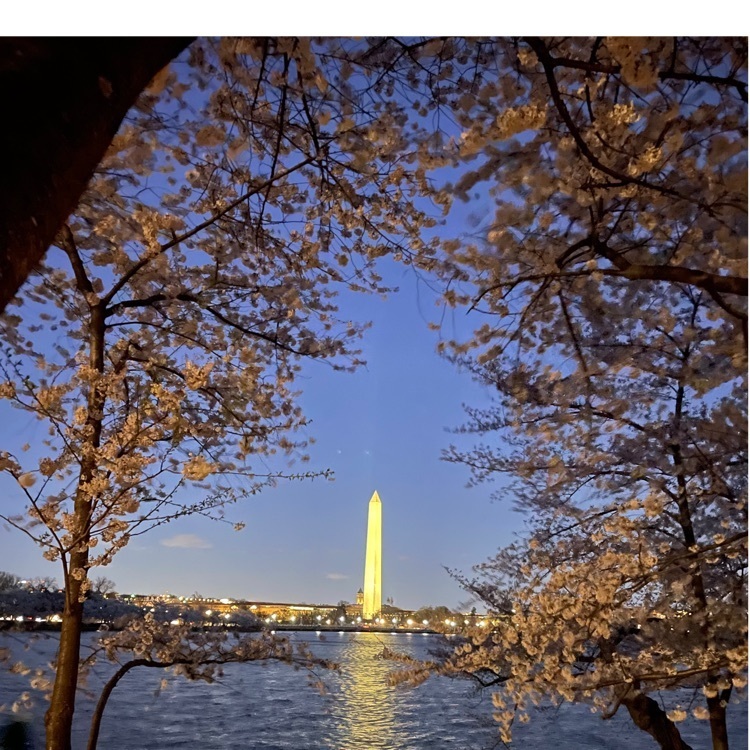 Washington Monument across the Potomac through the cherry blossoms. 🍒 