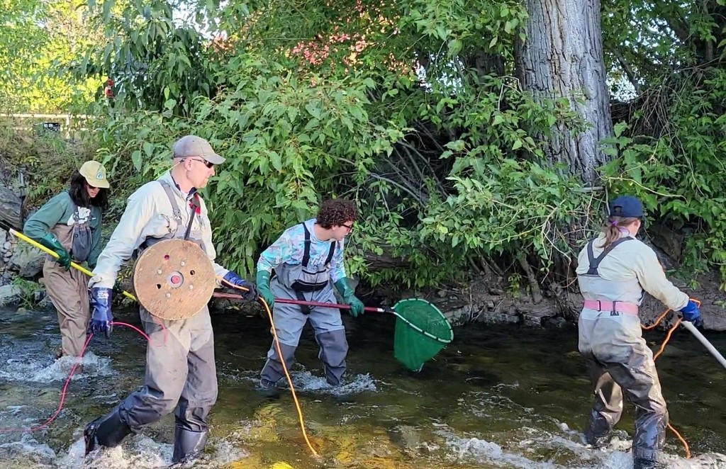 Colin Hanley and Liam OConnell work with fisheries biologists, Jason Lindstrom and Leslie Nyce to net trout on Skalkaho Creek using electrofishing methods.